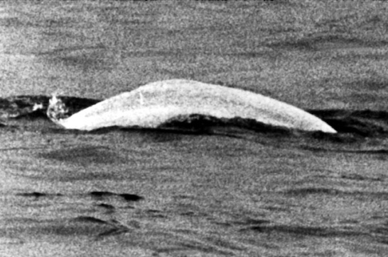 A murky manifest for the Rhine delta (essay)