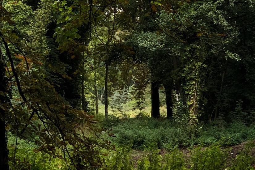 Shock Forest Log – an archive of collective research