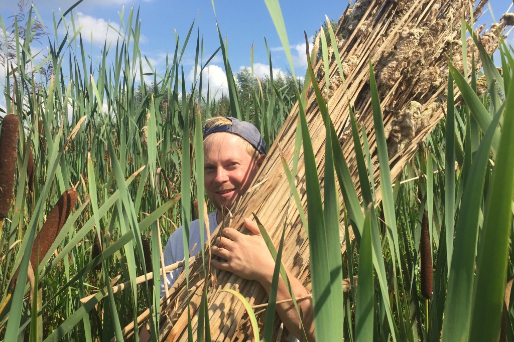 Selectively harvesting last years’ stalks of cattail in the wetlands.